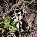 Salatsennep (Eruca vesicaria ssp. sativa)
