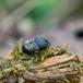 Lille Møggraver (Onthophagus similis)
