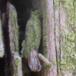 Algesækbærer (Narycia duplicella)