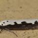 Slangehovedmøl (Ethmia bipunctella)