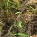 Bjerg-Perikon (Hypericum montanum)