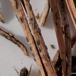 Fyrre-Fureplet (Lophodermium pinastri)
