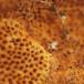 Rustbrun Ildporesvamp (Fuscoporia ferruginosa)