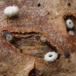 Grå Frynserede (Lachnella alboviolascens)
