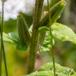 Rødfrugtet Natlys (Oenothera rubricaulis)