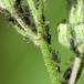 Høgeskægbladlus (Uroleucon grossum)