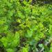 Lundgylden (Smyrnium perfoliatum)