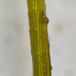 Skør Kransnål (Chara globularis)