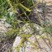 Strand-Bede (Beta vulgaris ssp. maritima)