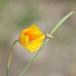 Kalifornisk Guldvalmue (Eschscholzia californica)