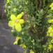 Kandelaber-Kongelys (Verbascum speciosum)