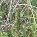 Eng-Troldurt (Pedicularis palustris ssp. palustris)