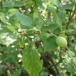 Blomme (Prunus domestica ssp. domestica)