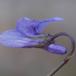 Skov-Viol (Viola reichenbachiana)