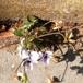 Horn-Viol (Viola cornuta)