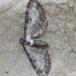 Kystdværgmåler (Eupithecia subumbrata)
