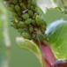 Grøn Æblebladlus (Aphis pomi)