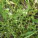 Femhannet Hønsetarm (Cerastium semidecandrum)