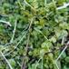 Almindelig Bredblad (Rhizomnium punctatum)