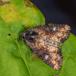 Hvidaksugle (Mesapamea secalis)