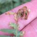 Chirosia grossicauda (Chirosia grossicauda)