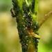 Birkemaskebladlus (Glyphina betulae)