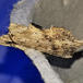 Palpetandspinder (Pterostoma palpina)