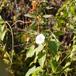 Gærde-Snerle (Calystegia sepium)