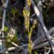 Sydlig Knude-Firling (Sagina nodosa ssp. nodosa)
