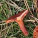 Rødbrun Mælkehat (Lactarius rufus)