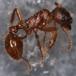 Korttornet Stikmyre (Myrmica rubra)