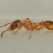 Korttornet Stikmyre (Myrmica rubra)