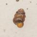 Valsepuppesnegl (Columella edentula)