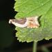 Kløverseglvikler (Ancylis badiana)