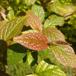 Storbladet Dværgmispel (Cotoneaster rhederi)