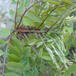 Robinie (Robinia pseudoacacia)