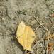 Bøgeseglvinge (Watsonalla cultraria)