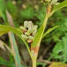 Bleg Pileurt (Persicaria lapathifolia ssp. pallida)