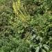 Kandelaber-Kongelys (Verbascum speciosum)