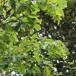 Avnbøg (Carpinus betulus)