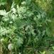 Kruset Tidsel (Carduus crispus)