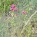 Studenter-Nellike (Dianthus barbatus)