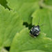 Spættet Tornben (Tritomegas bicolor)