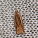 Gulbrun Tørstseglvikler (Ancylis apicella)
