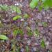 Storbladet Liguster (Ligustrum ovalifolium)
