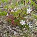 Purpur-Storkenæb (Geranium purpureum)