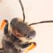 Gulbenet Jordbi (Andrena chrysosceles)