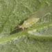 Stor Ahornbladlus (Drepanosiphum platanoidis)
