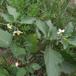 Sort Natskygge (Solanum nigrum)
