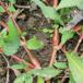 Knudet Pileurt (Persicaria lapathifolia ssp. lapathifolia)